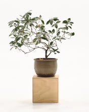 Load image into Gallery viewer, PRE ORDER / 355 Ply Cube
