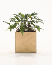 Load image into Gallery viewer, PRE ORDER / 355 Ply Cube